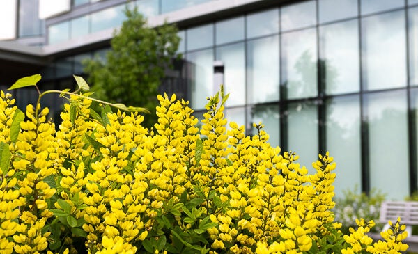 Yellow flowers in front of glass windows